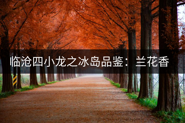 臨滄四小龍之冰島品鑒：蘭花香，冰糖甜