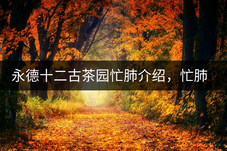 永德十二古茶園忙肺介紹，忙肺茶特點