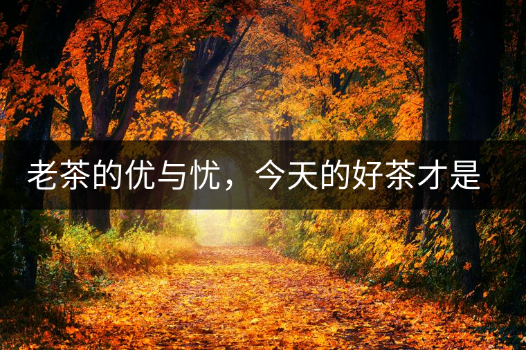 老茶的優(yōu)與憂，今天的好茶才是將來真正的老茶