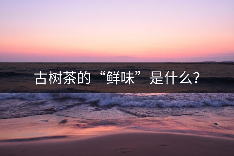 古樹茶的“鮮味”是什么？