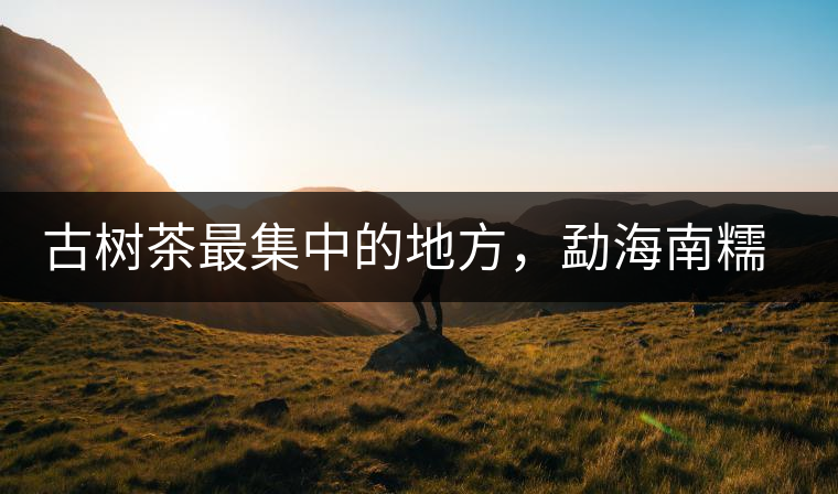 古樹茶最集中的地方，勐海南糯山古茶山介紹