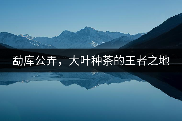 勐庫公弄，大葉種茶的王者之地