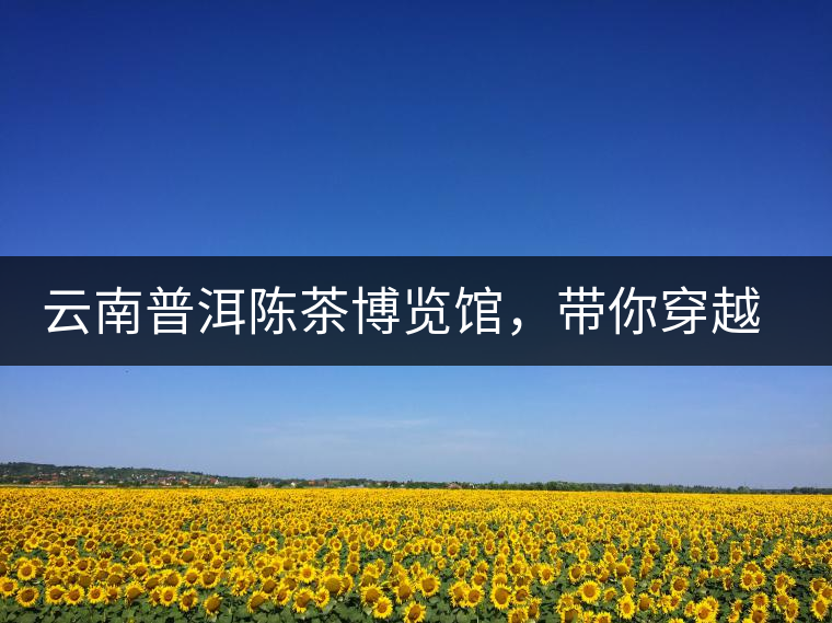 云南普洱陳茶博覽館，帶你穿越時(shí)光，品普洱老茶