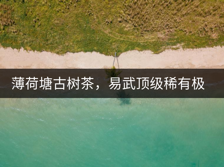 薄荷塘古樹(shù)茶，易武頂級(jí)稀有極品