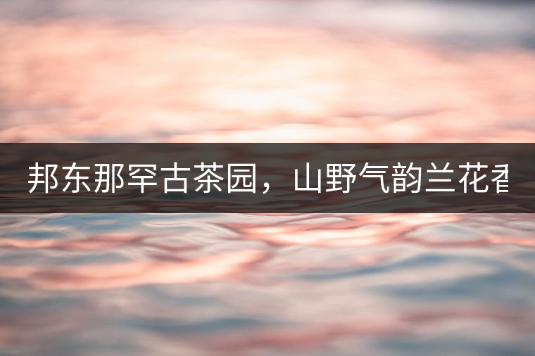 邦東那罕古茶園，山野氣韻蘭花香！