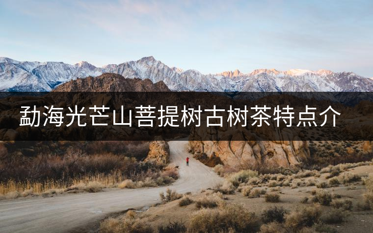 勐海光芒山菩提樹(shù)古樹(shù)茶特點(diǎn)介紹