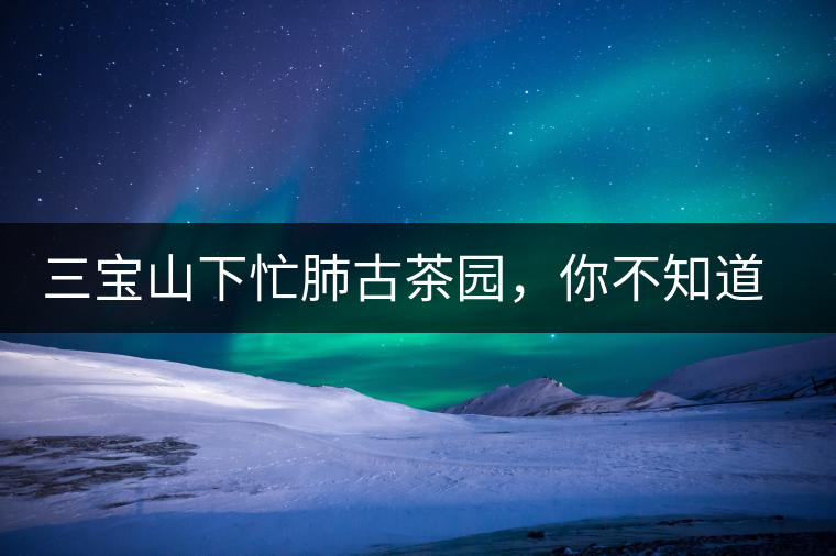 三寶山下忙肺古茶園，你不知道的古樹茶傳說