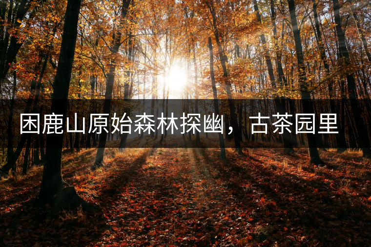 困鹿山原始森林探幽，古茶園里的優(yōu)美景色