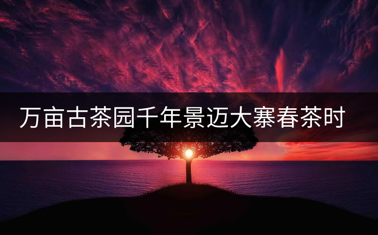 萬畝古茶園千年景邁大寨春茶時節(jié)好風光 萬畝古茶園千年景邁大寨春茶時節(jié)好風光