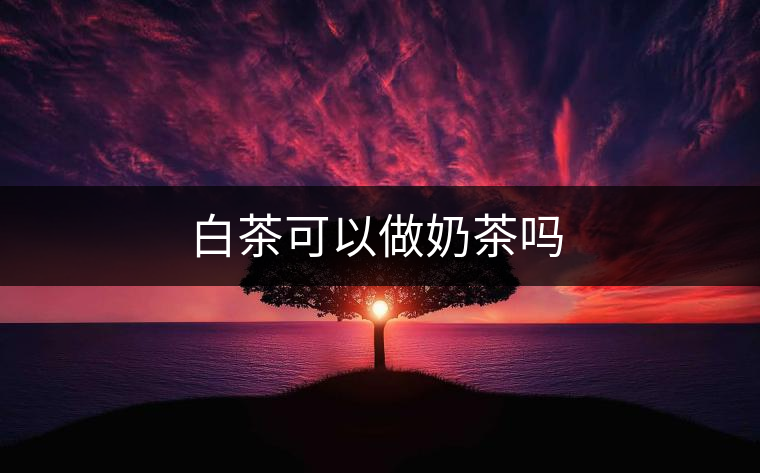 白茶可以做奶茶嗎 白茶可以做奶茶嗎