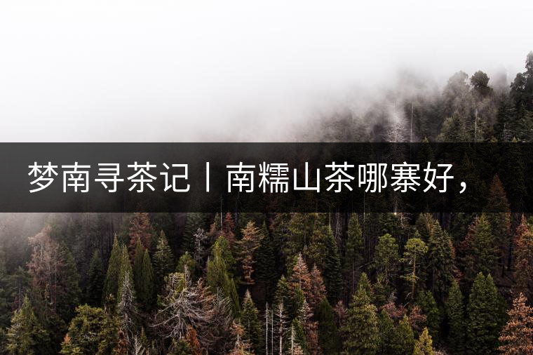 夢南尋茶記丨南糯山茶哪寨好，半坡老寨數(shù)第一