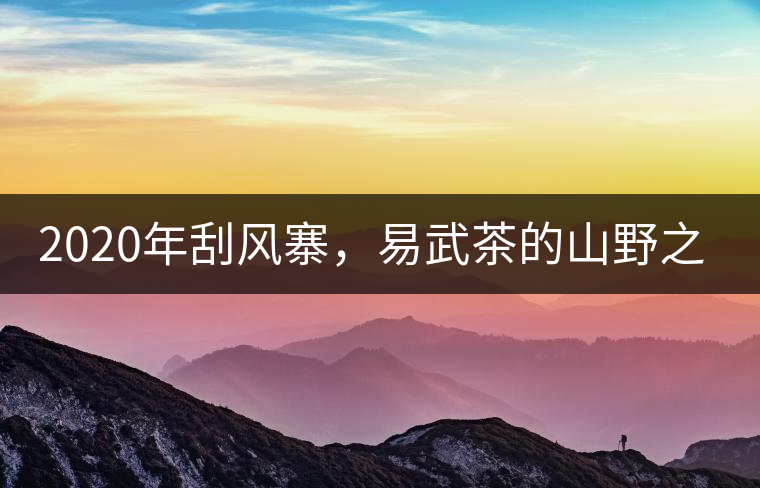 2020年刮風(fēng)寨，易武茶的山野之王-易武中聘號