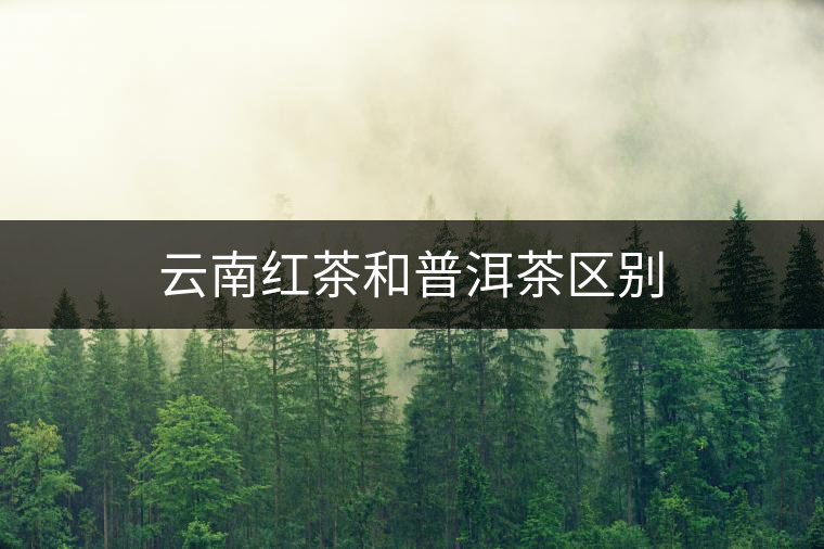 云南紅茶和普洱茶區(qū)別