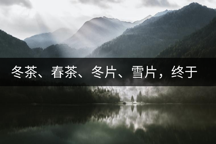 冬茶、春茶、冬片、雪片，終于分清楚了
