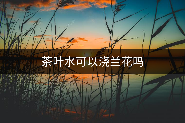 茶葉水可以澆蘭花嗎 茶葉水可以澆蘭花嗎