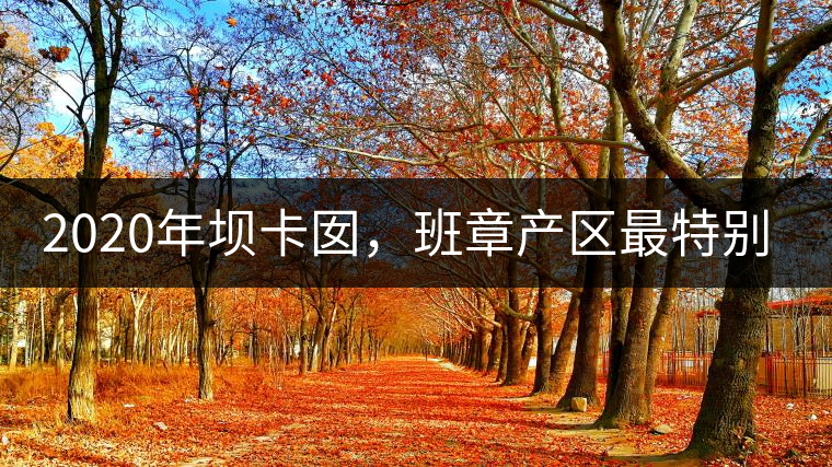 2020年壩卡囡，班章產(chǎn)區(qū)最特別的茶 -易武中聘號
