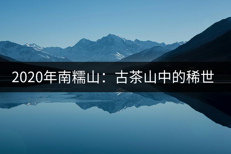 2020年南糯山:古茶山中的稀世之珍-易武中聘號 2020年南糯山:古茶山中的稀世之珍-易武中聘號