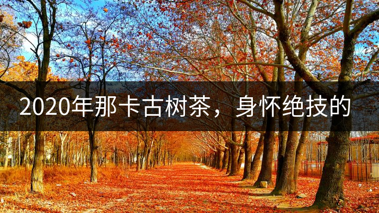 2020年那卡古樹茶，身懷絕技的“小班章” -易武中聘號