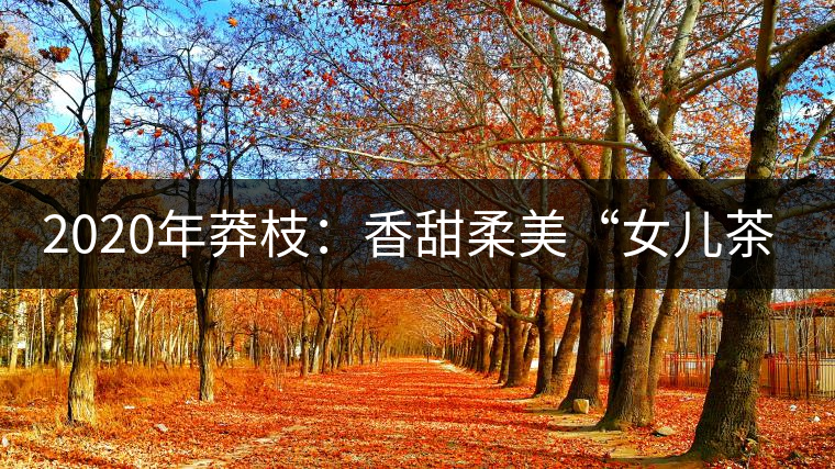 2020年莽枝：香甜柔美“女兒茶”-易武中聘號(hào)