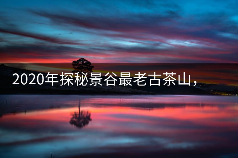 2020年探秘景谷最老古茶山，一個家族的興茶往事-易武中聘號