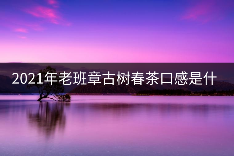 2021年老班章古樹春茶口感是什么？