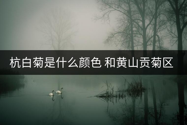 杭白菊是什么顏色 和黃山貢菊區(qū)別哪個(gè)好