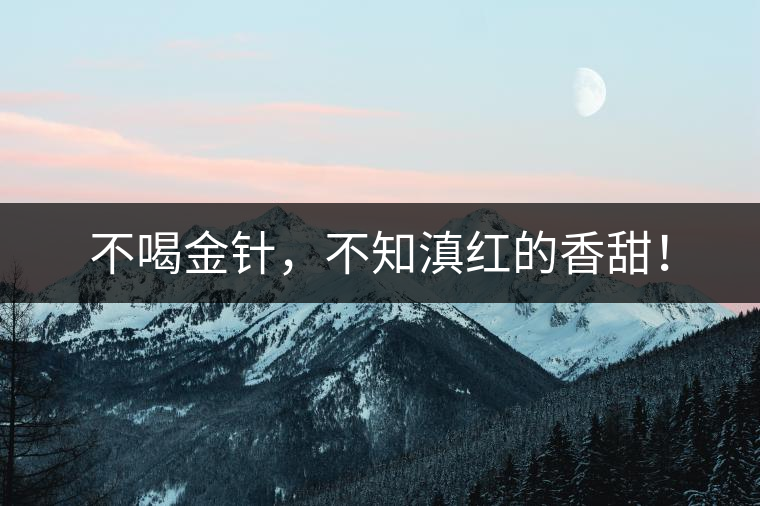 不喝金針，不知滇紅的香甜！