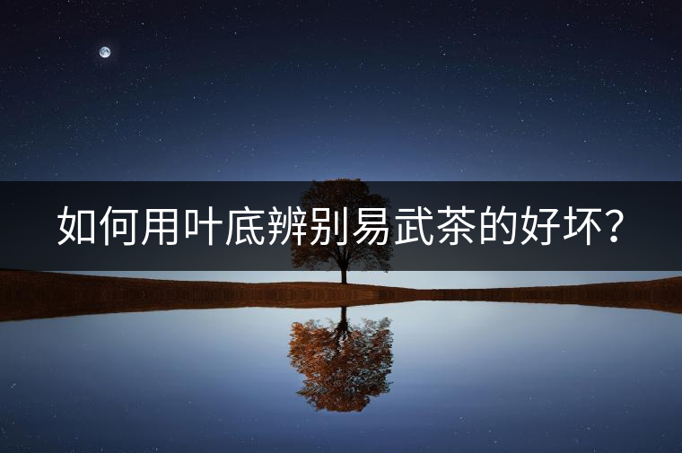 如何用葉底辨別易武茶的好壞？