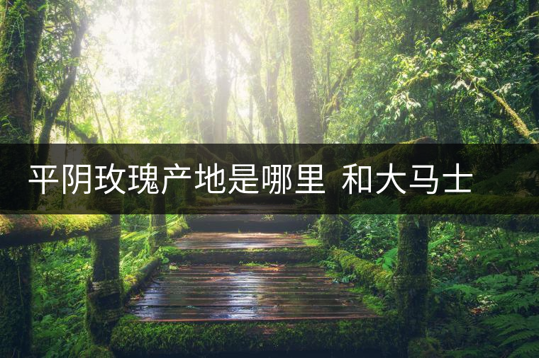 平陰玫瑰產(chǎn)地是哪里 和大馬士革玫瑰哪個好 平陰玫瑰產(chǎn)地是哪里 和大馬士革玫瑰哪個好