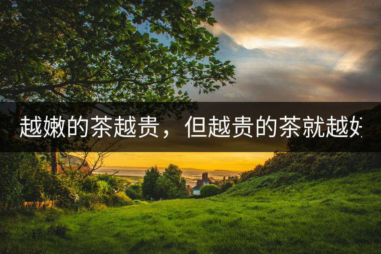 越嫩的茶越貴，但越貴的茶就越好嗎？