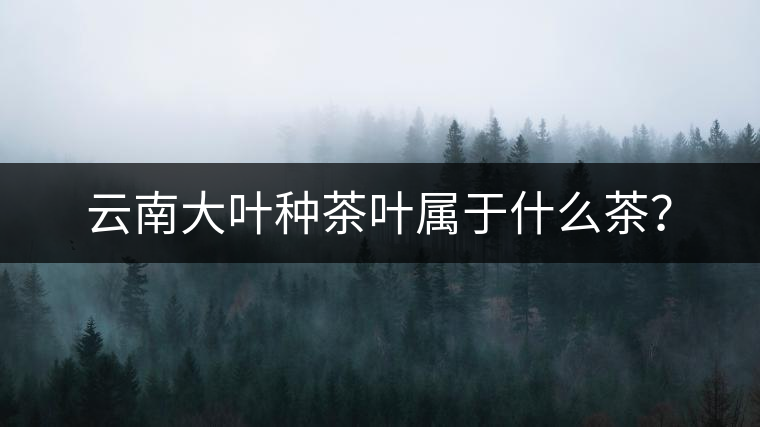 云南大葉種茶葉屬于什么茶？