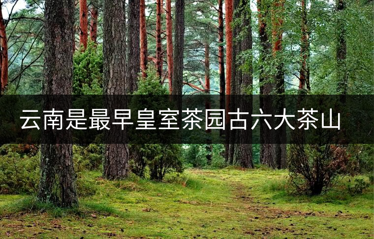 云南是最早皇室茶園古六大茶山發(fā)源地嗎？