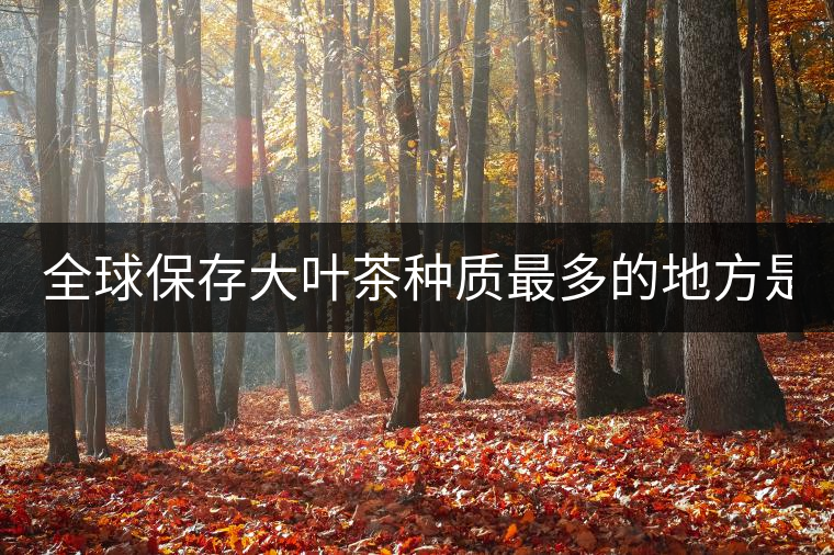 全球保存大葉茶種質(zhì)最多的地方是哪？
