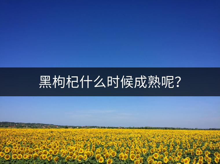黑枸杞什么時(shí)候成熟呢？