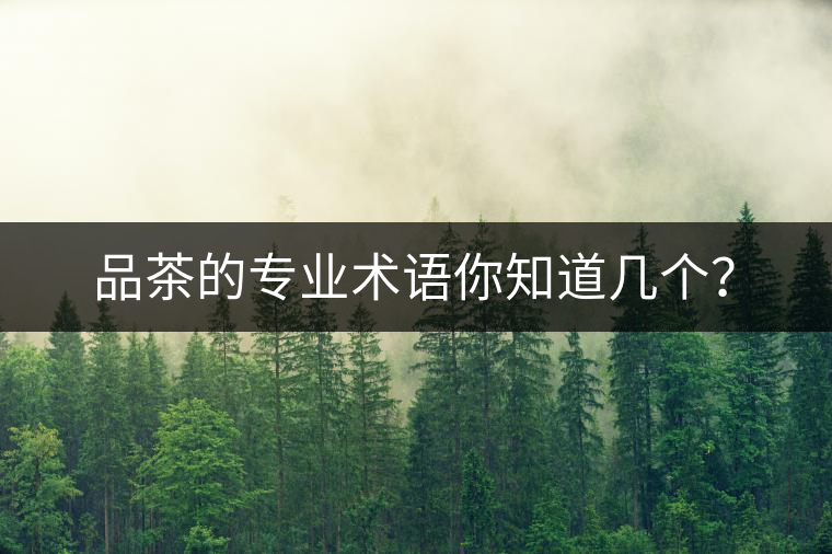 品茶的專業(yè)術(shù)語(yǔ)你知道幾個(gè)？