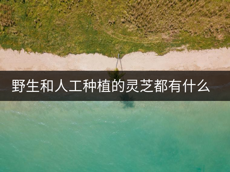 野生和人工種植的靈芝都有什么區(qū)別？