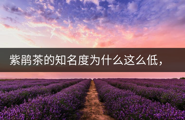 紫鵑茶的知名度為什么這么低，適合做成生茶還是熟茶？