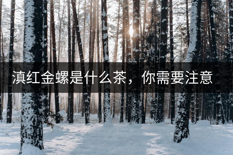 滇紅金螺是什么茶，你需要注意沖泡技巧