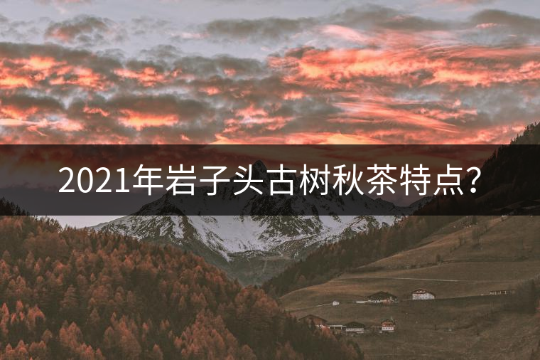 2021年巖子頭古樹秋茶特點(diǎn)？