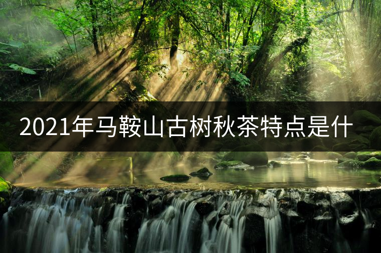 2021年馬鞍山古樹秋茶特點(diǎn)是什么？