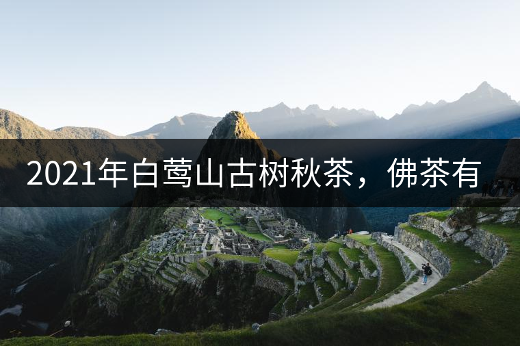 2021年白鶯山古樹秋茶，佛茶有什么魅力？