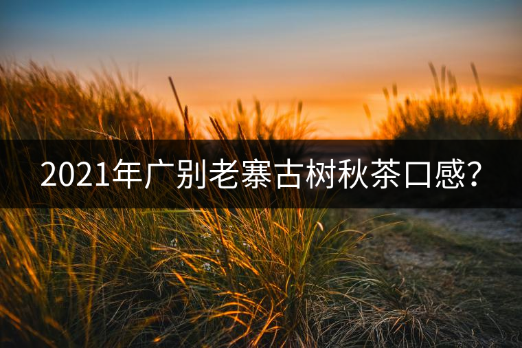 2021年廣別老寨古樹(shù)秋茶口感？