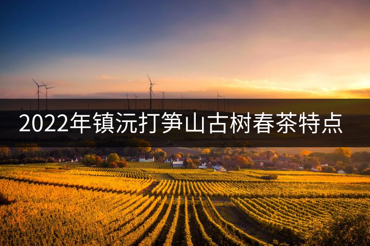 2022年鎮(zhèn)沅打筍山古樹春茶特點(diǎn)？