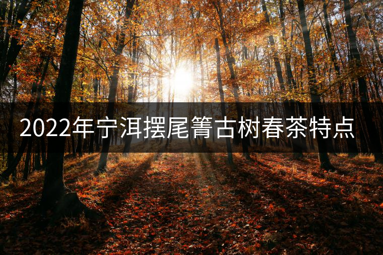 2022年寧洱擺尾箐古樹春茶特點？