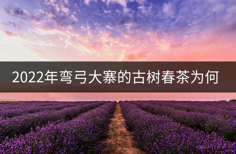 2022年彎弓大寨的古樹春茶為何如此之珍貴？