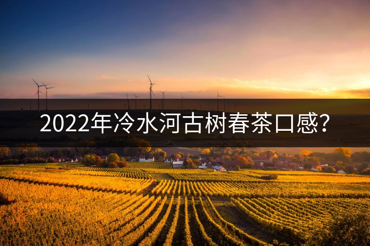 2022年冷水河古樹春茶口感？
