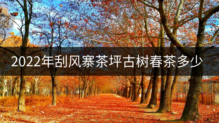 2022年刮風(fēng)寨茶坪古樹春茶多少錢一公斤？