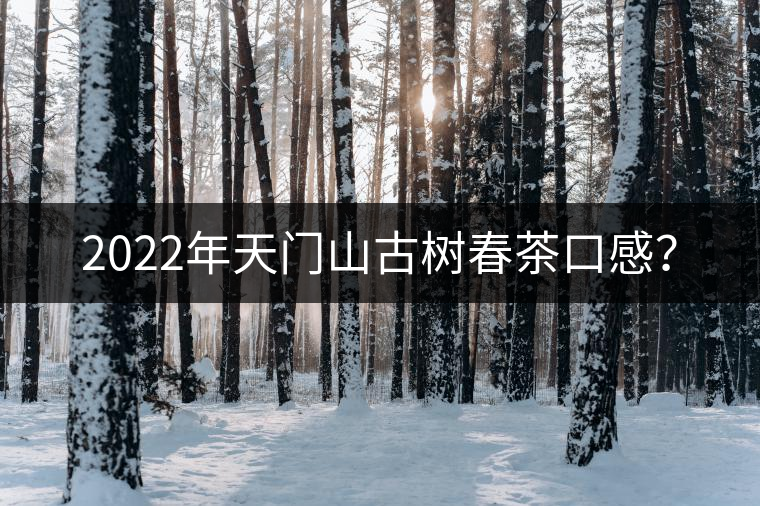 2022年天門山古樹春茶口感？