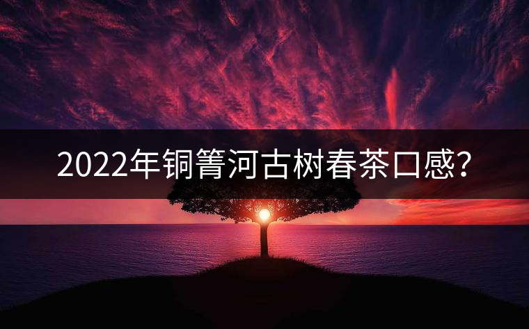 2022年銅箐河古樹春茶口感？