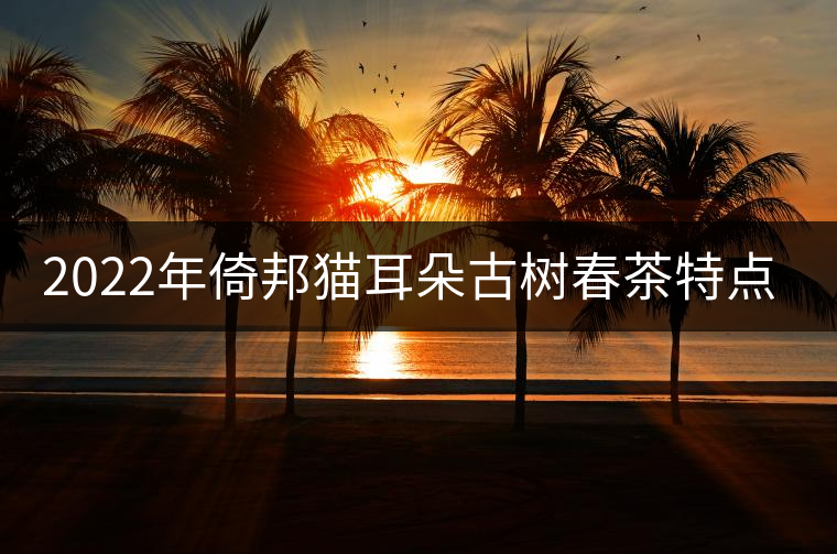 2022年倚邦貓耳朵古樹(shù)春茶特點(diǎn)？